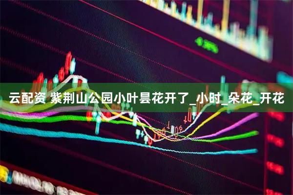 云配资 紫荆山公园小叶昙花开了_小时_朵花_开花